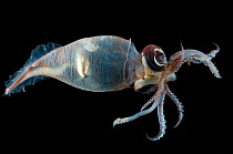 Glass squid {Teuthowenia megalops}, Mid-Atlantic Ridge, North Atlantic Ocean