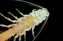 Mesopelagic Parasitic Isopod {Xenuraega ptilocera} (867-1805m), Mid-Atlantic Ridge, North Atlantic Ocean