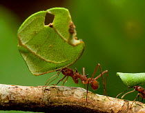 Leafcutter ant (Atta sp) carrying leaf along branch, Amazonian Rainforest, Yavari Valley, Loreto, Peru