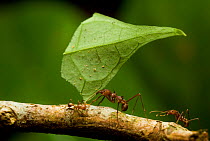 Leafcutter ants (Atta sp) carrying leaf along branch, Amazonian Rainforest, Yavari Valley, Loreto, Peru
