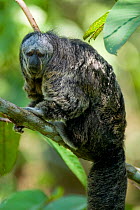 Equatorial saki monkey (Pithecia aequatorialis) sitting on branch, Peruvian Amazon, Peru