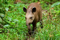 Brazilian lowland tapir (Tapirus terrestris) Peru