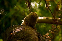 Pygmy marmoset (Cebuella pygmaea) on tree, Peru