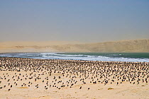Large flock of roosting Grey gulls (Leucophaeus modestus) on beach with coastal fog over the Atacama Desert on the Peruvian coast, Paracas National Park, Peru.