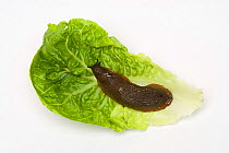Common black slug (Arion ater) brown form on lettuce