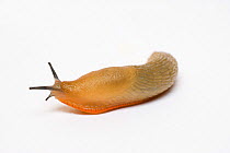 Common black slug (Arion ater) orange blonde or white form
