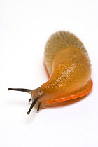 Common black slug (Arion ater) white, orange or blonde form