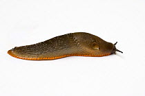 Common black slug (Arion ater) brown form