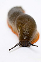 Great black slug (Arion ater) brown form