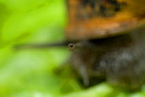 Common / Garden snail (Helix aspersa) eye