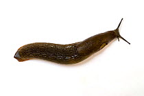 Great black slug (Arion ater) brown form, viewed from above