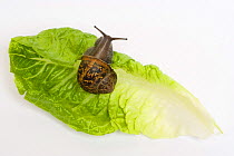 Common / Garden snail (Helix aspersa) on lettuce leaf