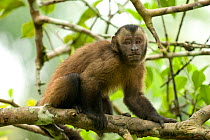 Large headed capuchin (Sapajus macrocephalus) on branch, Amazon, Peru