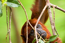 Red howler monket (Alouatta seniculus) hanging from branch, captive