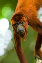 Red howler monkey (Alouatta seniculus) portrait, captive