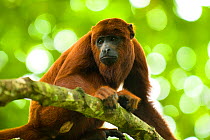Red howler monkey (Alouatta seniculus) captive