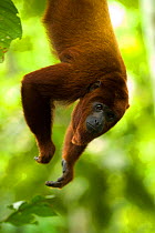 Red howler monkey (Alouatta seniculus) hanging from branch, captive
