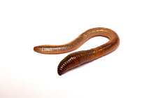 Common earthworm (Lumbricus terrestris)