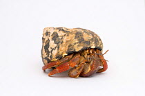 Land hermit crab (Coenobita clypeatus)