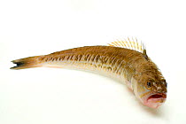 Greater weeverfish (Trachinus draco)