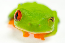 Red eyed tree frog (Agalychnis callidryas) showing two of its three eyelids, patterned eyelid completely closed over left eye Captive