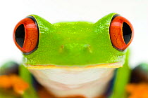 Red eyed tree frog (Agalychnis callidryas) close-up of head Captive
