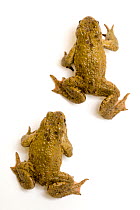 Common european toad (Bufo bufo) walking, digital composite Captive