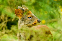 Southern pudu deer (Pudu puda) male, Peru, vulnerable species