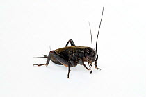 Black / Field cricket (Gryllus bimaculatus)
