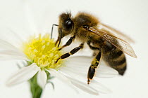 Honey bee (Apis mellifera) on flower