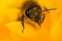 Close-up of Honey bee (Apis mellifera) on flower