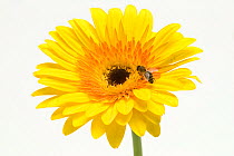 Honey bee (Apis mellifera) on Gerbera flower
