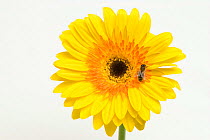 Honey bee (Apis mellifera) on Gebera flower