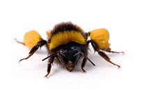 White tailed bumblebee (Bombus lucorum) with large pollen sacs on back legs