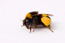 White tailed bumblebee (Bombus lucorum) with large pollen sacs on back leg