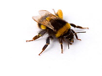 White tailed bumblebee (Bombus lucorum) with large pollen sac on one back leg