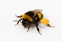 White tailed bumblebee (Bombus lucorum) with large pollen sac on one back leg