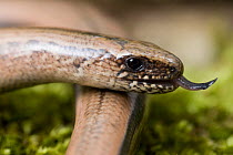 Slow worm (Anguis fragilis) with tongue extended, UK