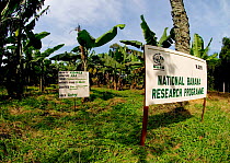 Information signs and Banana trees, Ugandan National Banana Research Programme, Entebbe, Royal Botanical Garden, Uganda, July 2006