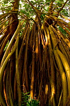 Looking up the stilt roots of a Fig tree (Ficus sp), Botanical Gardens, Entebbe, Uganda, July 2006