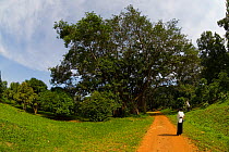 Botanical Garden, Entebbe, Uganda, July 2006