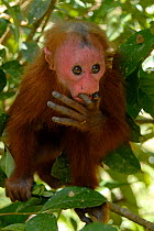 Peruvian red uakari monkey (Cacajao calvus ucayalii) baby with fingers in mouth, captive, vulnerable species
