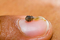 Human botfly larvae (Dermatobia hominis) recently removed from a person's skin, on fingernail, Amazon Rainforest, Loreto, Peru