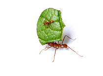 Leafcutter ant (Atta sp) carrying leaf with another ant on it