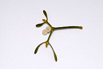 Mistletoe (Viscum album) twig with two berries