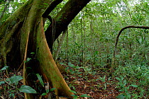 Buttress roots in amazonian rainforest, Peru, april 2006