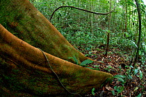 buttress roots in amazonian rainforest, Peru, april 2006