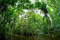 Varzea flooded forest, Amazon Rainforest, Yavari River, Peru, april 2006