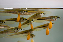 Silver arowana (Osteoglossum bicirrhosum) Amazonian fish occuring in Varzea flooded forests of the amazonian rainforest. These babies with their yolk sacks have been collected for the ornamental fish...