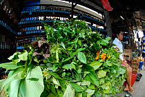 Woman selling medicinal plants in Belen Market, Belen / Little Venice, Loreto, Iquitos, Peru, May 2006